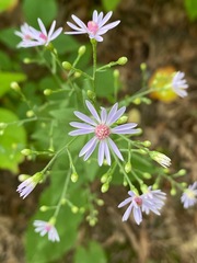 Symphyotrichum ciliolatum
