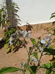 Solanum bonariense