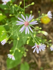 Symphyotrichum ciliolatum