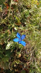 Gentiana bavarica bavarica