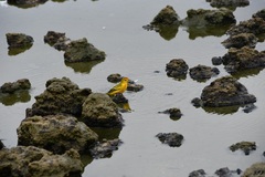 Setophaga petechia aureola