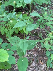Symphyotrichum ciliolatum