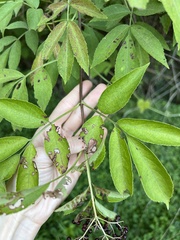 Sambucus canadensis
