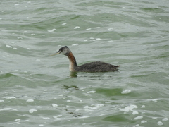 Podiceps major