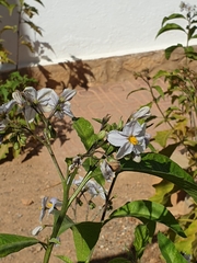 Solanum bonariense
