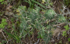 Asparagus