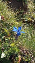 Gentiana bavarica bavarica