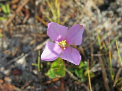 Rhexia nuttallii
