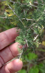 Asparagus