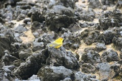 Setophaga petechia aureola