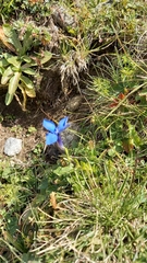 Gentiana bavarica bavarica