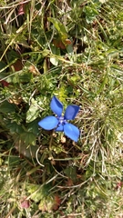 Gentiana bavarica bavarica
