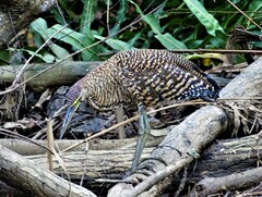 Tigrisoma mexicanum