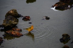 Setophaga petechia aureola