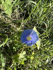 Ipomoea hederacea