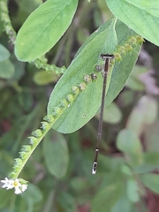 Nehalennia pallidula