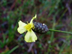 Xyris platylepis