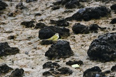 Setophaga petechia aureola