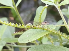 Nehalennia pallidula