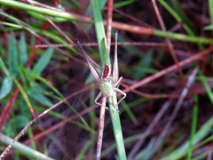 Odontoxiphidium apterum