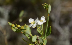 Montinia caryophyllacea