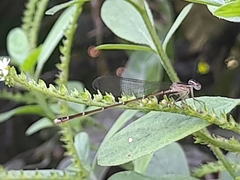 Nehalennia pallidula