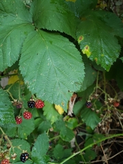 Rubus bifrons