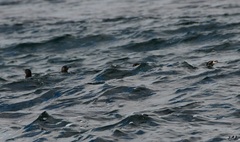 Spheniscus mendiculus