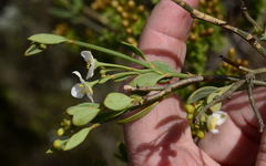 Montinia caryophyllacea