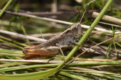 Gomphocerippus rufus