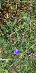 Campanula scheuchzeri