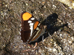 Adelpha californica