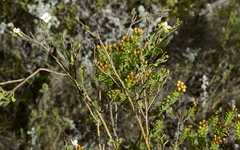Montinia caryophyllacea