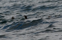 Spheniscus mendiculus