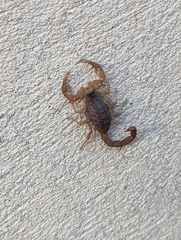 Centruroides vittatus