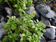 Senecio pseudoarnica