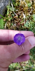 Campanula scheuchzeri