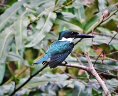Chloroceryle amazona