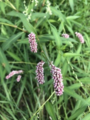 Persicaria pensylvanica