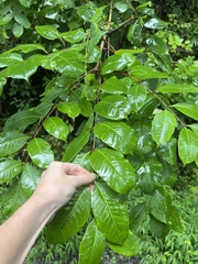 Toxicodendron vernix