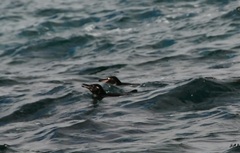 Spheniscus mendiculus