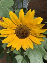 Helianthus annuus