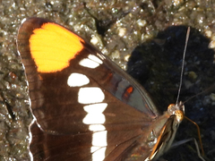 Adelpha californica