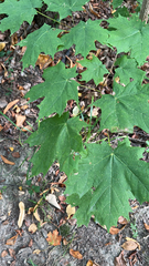 Acer platanoides