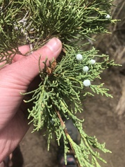 Juniperus scopulorum