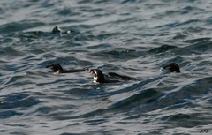 Spheniscus mendiculus