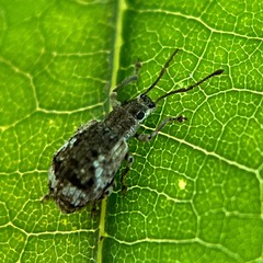 Pseudoedophrys hilleri