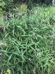 Persicaria pensylvanica