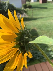 Helianthus annuus