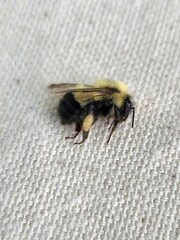 Bombus vagans
